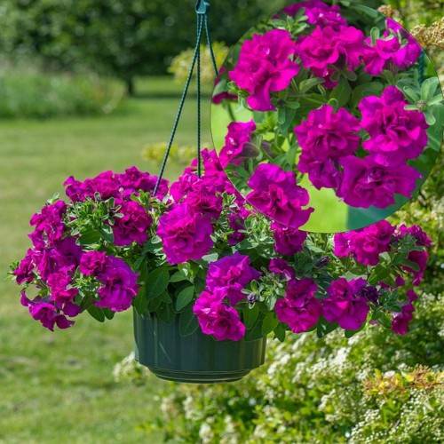 Petunia atkinsiana 'Tumbelina® Savanna' - Petuunia 'Tumbelina® Savanna' 